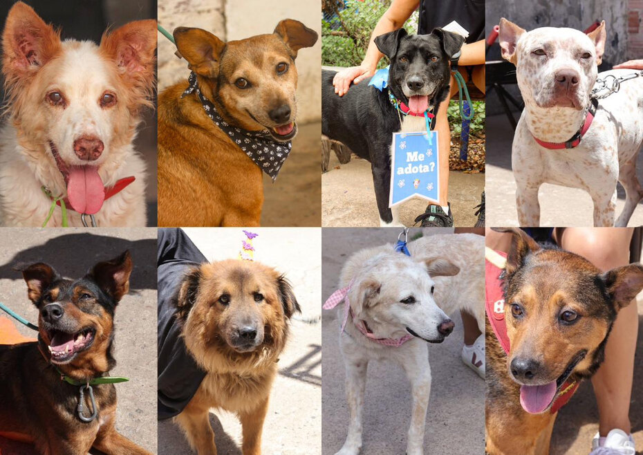 Ainda restam 16 simpáticos cães esperando pela adoção (Foto: Divulgação)