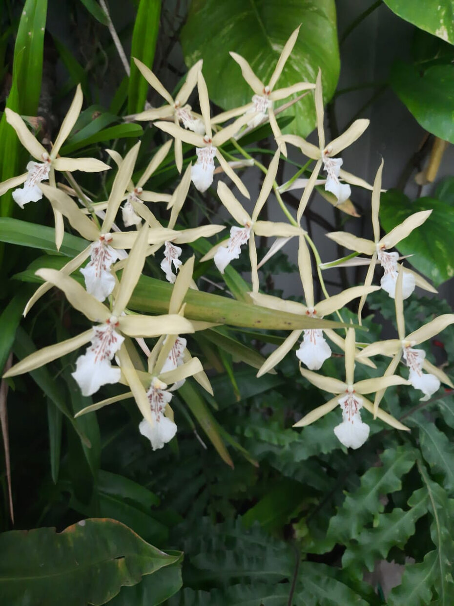 orquídeas