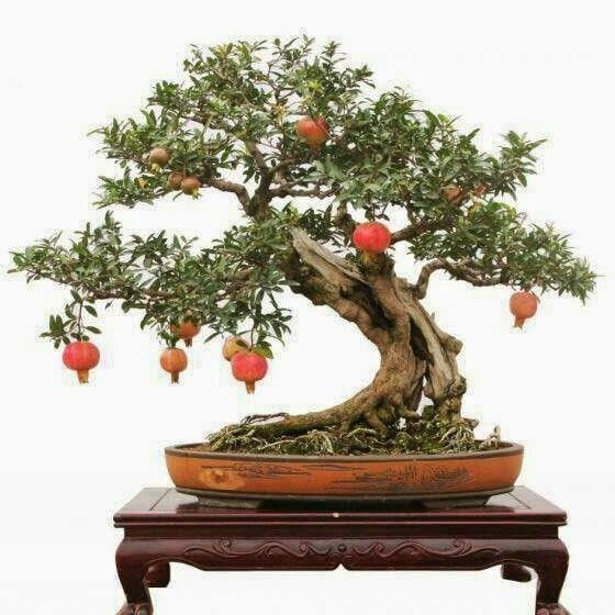 bonsai