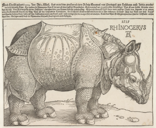 rhino